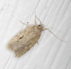 Agonopterix curvilineella