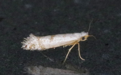 Argyresthia thuiella