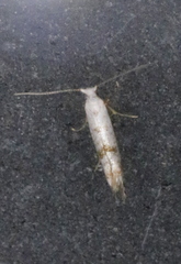 Argyresthia thuiella