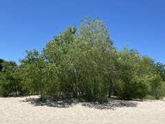 Salix