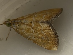 Xanthophysa psychicalis