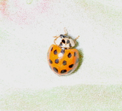 Harmonia axyridis