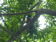 Trogon mesurus
