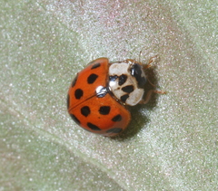Harmonia axyridis