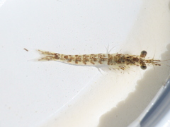 Mysinae