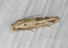 Mompha brevivittella