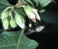 Bombus impatiens