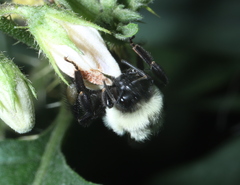 Bombus impatiens