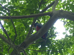 Trogon mesurus