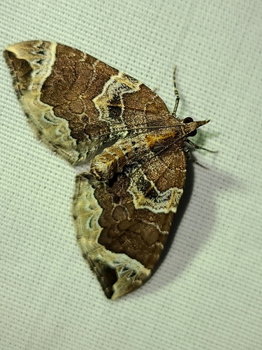 Northwestern Phoenix Moth photo 2