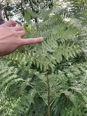 Pteridium aquilinum