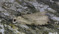 Olethreutes exoletum