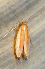Tampa dimediatella