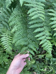 Pteridium aquilinum