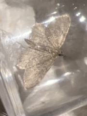 Philereme vetulata