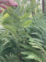 Pteridium aquilinum