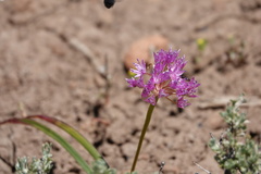 Allium lemmonii