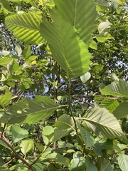 Alnus rubra
