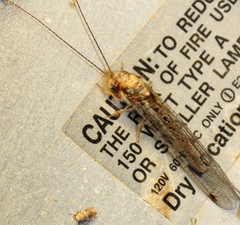 Ululodes macleayanus