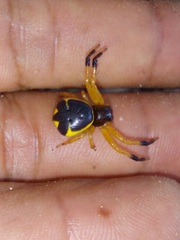 Stephanopoides simoni