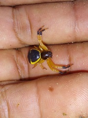 Stephanopoides simoni