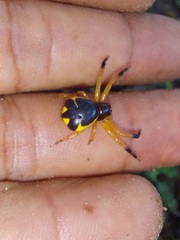 Stephanopoides simoni