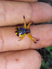 Stephanopoides simoni