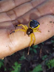 Stephanopoides simoni