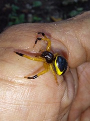 Stephanopoides simoni