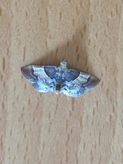 Pyralis pictalis