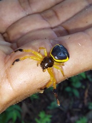 Stephanopoides simoni