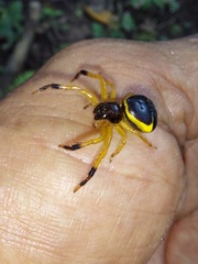 Stephanopoides simoni