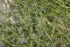 Cymopterus petraeus