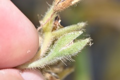 Tradescantia reverchonii