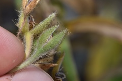 Tradescantia reverchonii