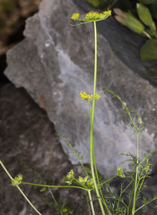 Cymopterus petraeus