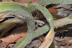 Tradescantia reverchonii