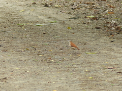 Furnarius leucopus cinnamomeus