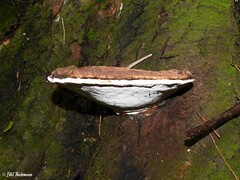 Ganoderma australe