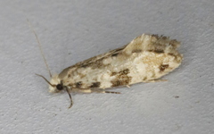 Nemapogon auropulvella