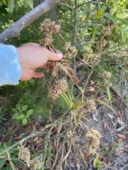 Tradescantia reverchonii
