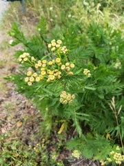 Tanacetum vulgare