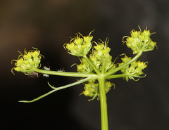 Cymopterus petraeus