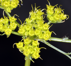 Cymopterus petraeus
