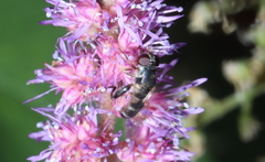Syritta pipiens