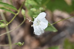 Stylisma pickeringii pattersonii
