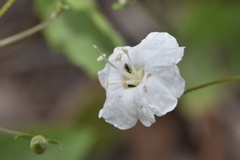 Stylisma pickeringii pattersonii