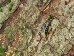 Spilopteron formosum