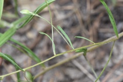 Stylisma pickeringii pattersonii