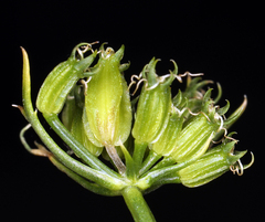 Cymopterus petraeus